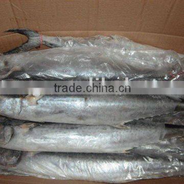 Frozen Spanish Mackerel Mackerel Fish King Fish