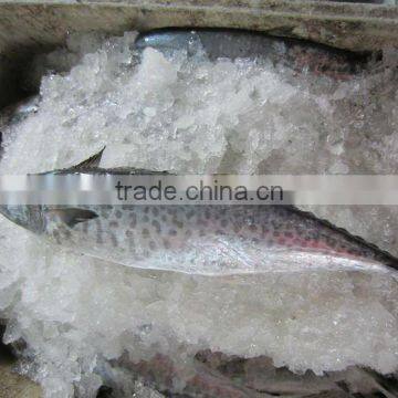 Factory Price Frozen Spanish Mackerel/Frozen Whole Spanish Mackerel