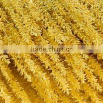 PALM SEED
