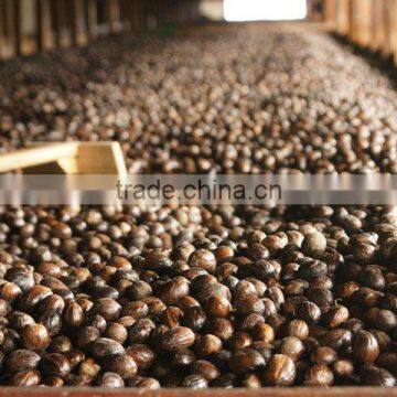 Nutmeg photo-4