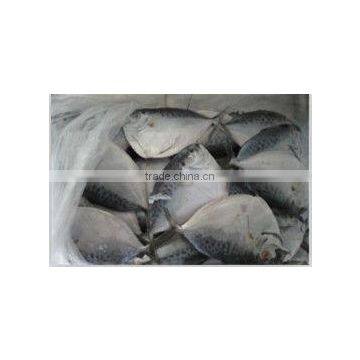 Hot sale Frozen Mene Maculata / Moon fish whole round