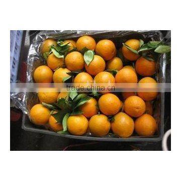 Grade A Fresh Navel Orange, fresh fruit