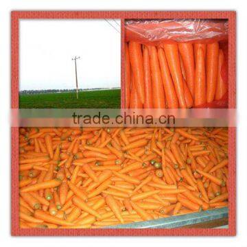 supply newest fresh red carrot