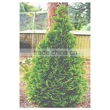 Temperate Thuja O. Smaragd Plant