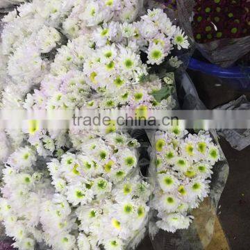 Fresh Cut Chrysanthemums Flower