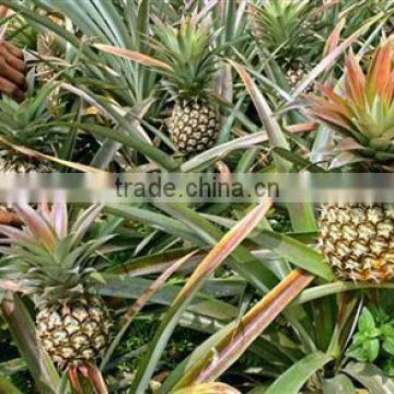 Fresh King Pineapples - AAA Quality - 2014 Crop