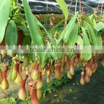 Nepenthes sp.