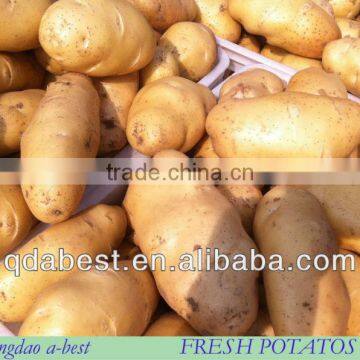 2015 New fresh potato