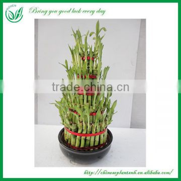 5 Layers Tower Shaped Foliage Dracaena Sanderiana Lucky Bamboo