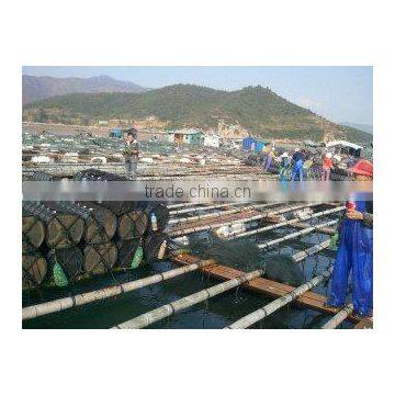 HOT!!! 100% Natural Organic Dried Prickly Sea Cucumber photo-5