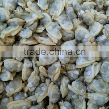 Frozen Cooked Clam Meat in Shellfish of good quality with available price