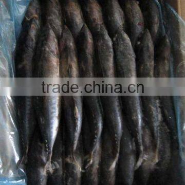 (300-500g) frozen bonito fish