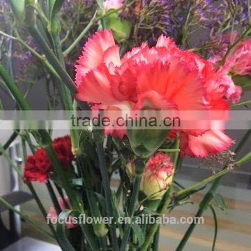 unique fresh cut flowers colombia carnations wholesale for parties