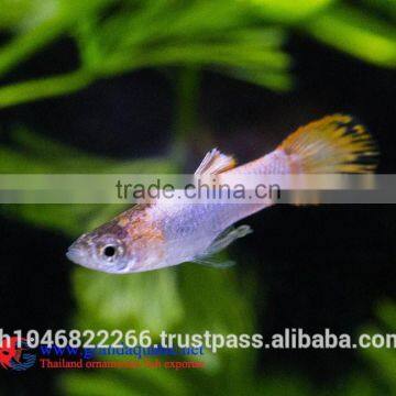 Endler Guppy Fish / Guppy Fish for Sale photo-4