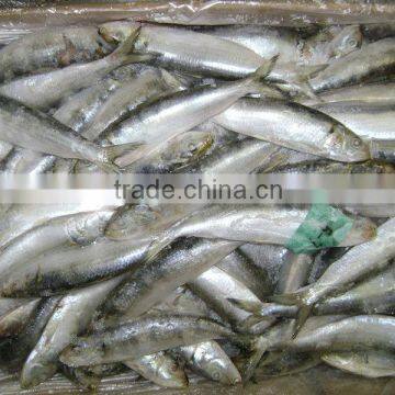 Land frozen Sardine for canning