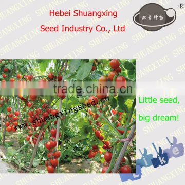 SXTS No.1420 Little hybrid Tomato Seeds