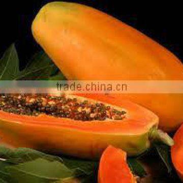 FRESH PAPAYA with special price