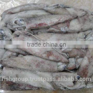 Loligo Squid Whole Round