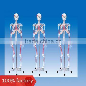 Human skeleton model with colored muscle