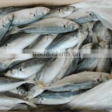 Horse Mackerel Trachurus Trachurus