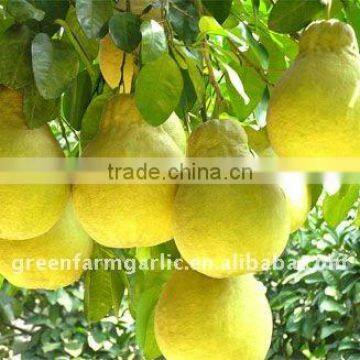 2011 Chinese New Honey Pomelo