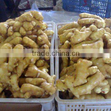 price of fresh ginger /sell ginger for all market