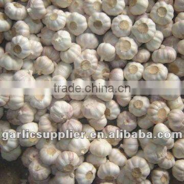 fresh china garlic