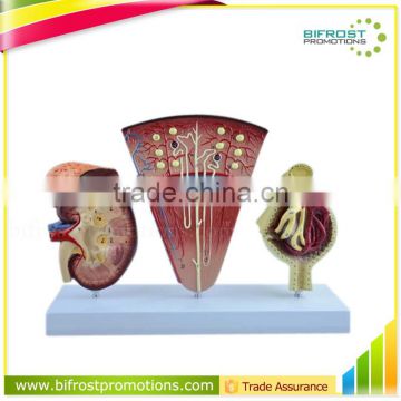 Vivid Medical Human Body Anatomy Model Kidney