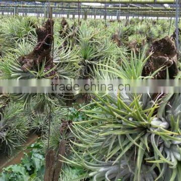 Tillandsia Air Plant photo-6