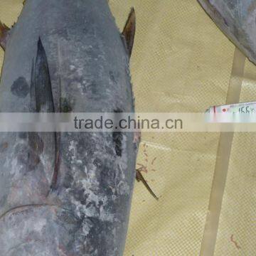 Frozen Yellowfin Tuna Whole photo-5