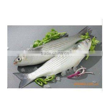 Frozen seafood Grey Mullet