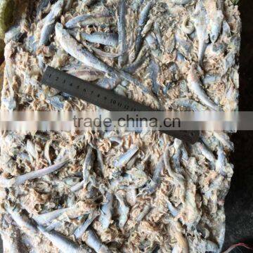 Fresh Frozen Small Anchovy photo-2