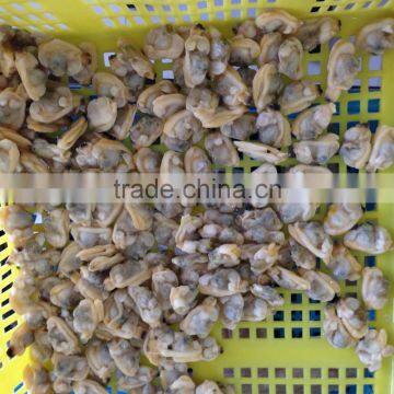 Selected Quality Frozen Short Necked Clam Meat photo-2