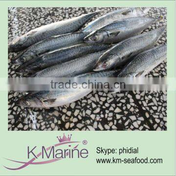 Scomber Japonicus Fish For Canned Mackerel lot number#kmw4044