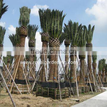 Phoenix Canariensis Palm Tree Nursery Landscaping Trees photo-3
