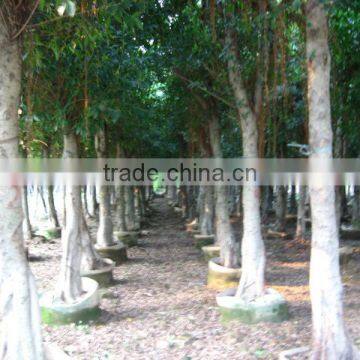 Ficus Nitida Landscaping Trees for Outdoor photo-4
