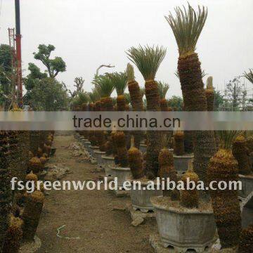 cycas revoluta group potted