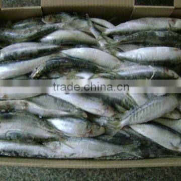 Frozen Small Size Sardine for Canning