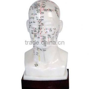 Natural Size Chinese Acupuncture Head Model