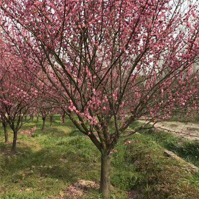 Price of Red Plum Trees With a Ground Diameter of 8 Cm. Direct Sales From the Base Nursery. Dug and Sold on the Spot. Good Quality and High Survival Rate. photo-5