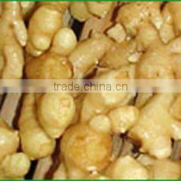 Shandong fresh ginger