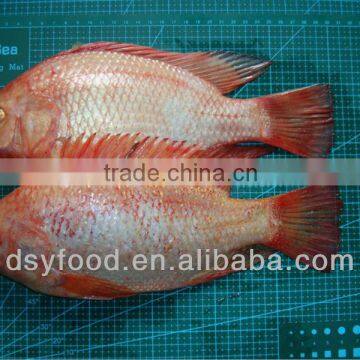 frozen red tilapia fish