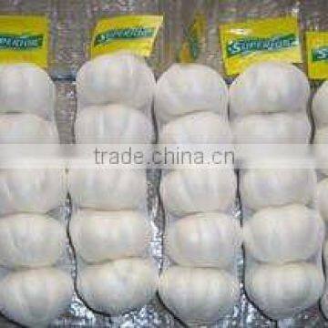 New Crop Jinxiang Pure White Garlic