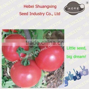 Best high yield tomato seeds for planting