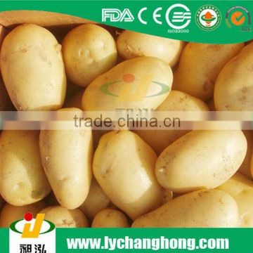 2014 best seller- fresh holland potato