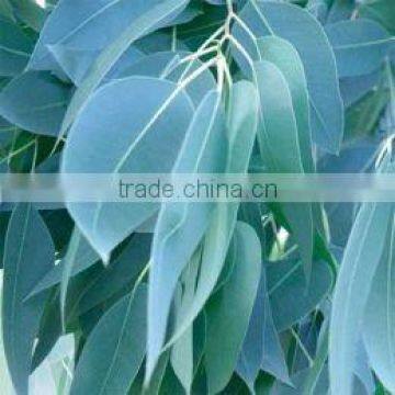 Eucalyptus Oil 60%/70%/80% and Eucalyptol 99%