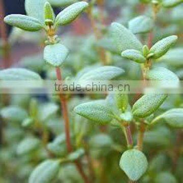 Thyme Oil (Thymus Vulgare) photo-3