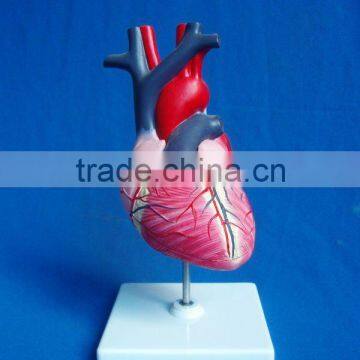 SMD0882 The model of Heart