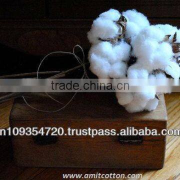 Shankar 6- Raw cotton