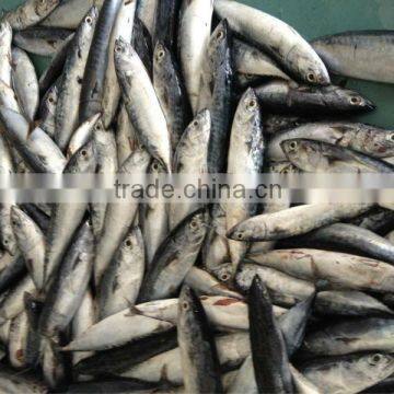 10-12pcs/kg Sea frozen bonito of top quality